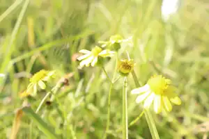 2025-06-22 La Perouse - IMG_2798_compressed_q50.webp